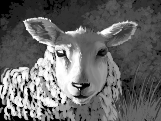 Sheep Portait