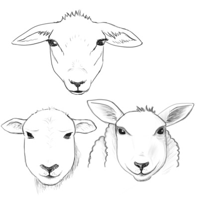 Sheep character study
